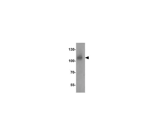 62-8473-71 Anti-BCAR3 ABT336