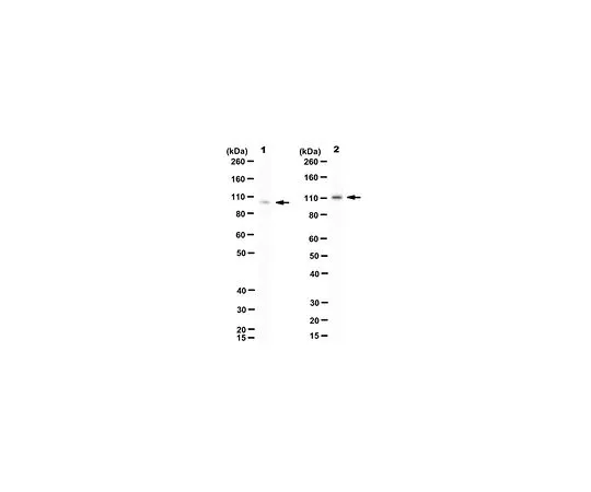 62-8527-06 Anti-GRP94 Antibody, clone 3C4 MABT829