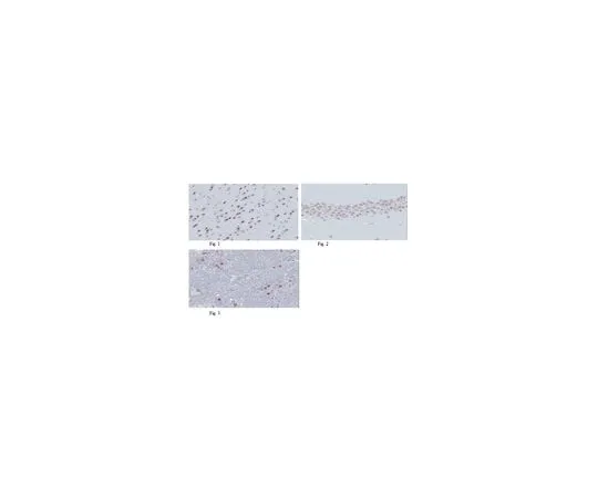 62-8504-21 Anti-MyT1L, clone 20B4.1 MABD50