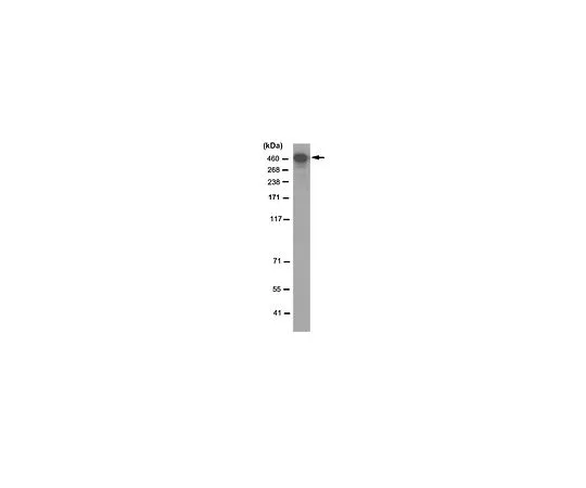 62-8504-01 Anti-DNA-PKcs Antibody, clone 3A9.1 MABC1236