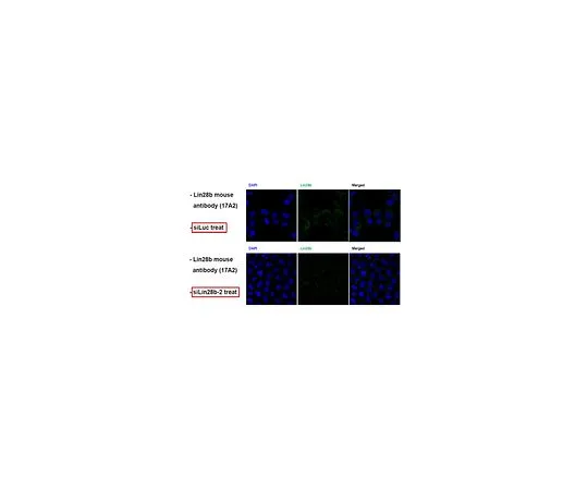 62-8507-37 Anti-Lin-28B, clone 17A2 MABE884