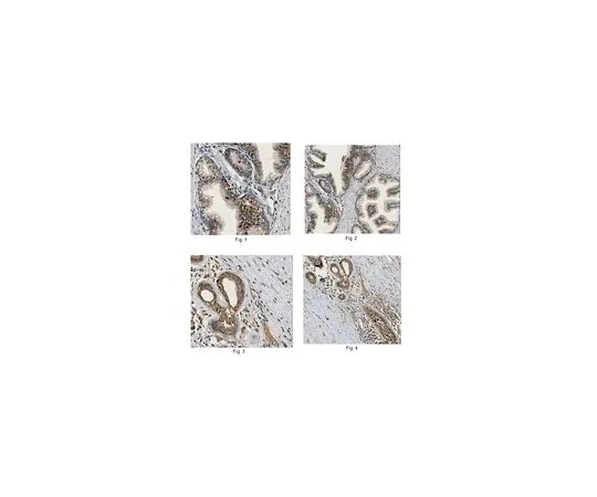 62-8502-18 Anti-SFRP2 Antibody, clone 80.8.6, azide free MABC539 MABC539