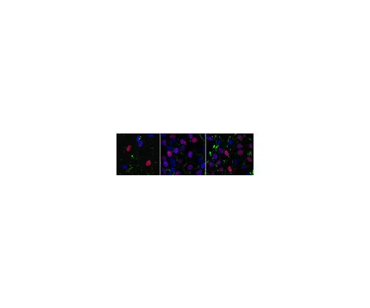 62-8524-10 Anti-Geminin Antibody, clone 4B10.1 MABS1212
