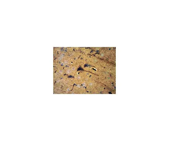 62-8516-56 Anti-PSD95, clone K28/43; 100 μg MABN68