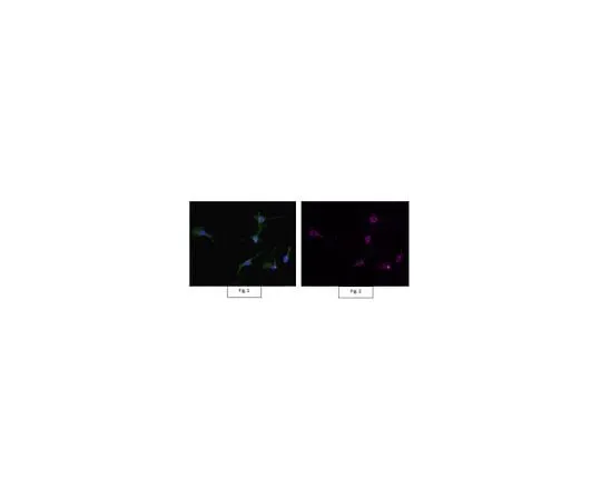 62-8491-11 Anti-Actin Antibody, clone C4, Alexa Fluor(R) 647 conjugate MAB1501-AF647