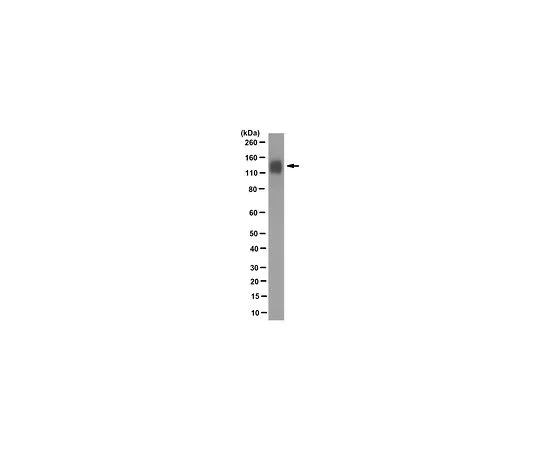 62-8526-92 Anti-PECAM-1 Antibody, clone 4A8.1 MABT533