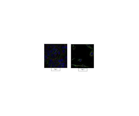 62-8491-10 Anti-Actin Antibody, clone C4, Alexa Fluor(R) 555 Conjugate MAB1501-AF555