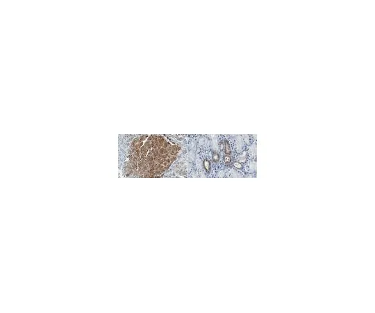 62-8524-90 Anti-Potassium Channel Kir3.4 Antibody, clone 8F4.1 MABS1721