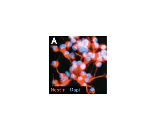 62-8532-53 Neural Stem Cell Marker Characterization Kit; 1 kit SCR019