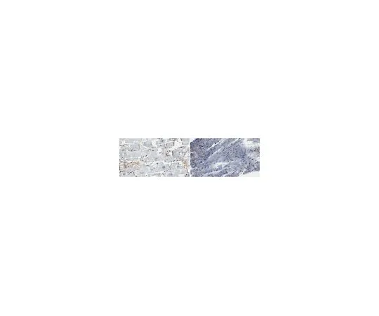 62-8527-30 Anti-Connexin 43 Antibody, clone 2F5 MABT917