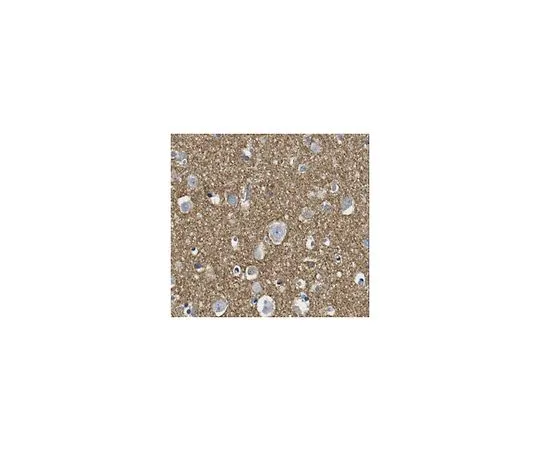 62-8519-80 Anti-α-syn Antibody (amino acids 115-122), clone LB509 MABN824