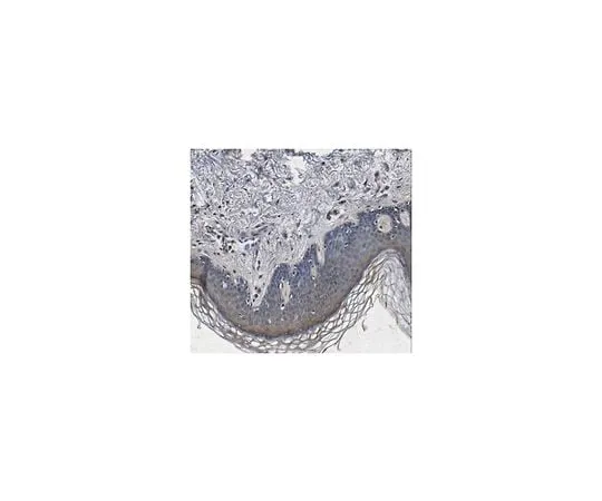 62-8473-43 Anti-Decorin Antibody ABT276