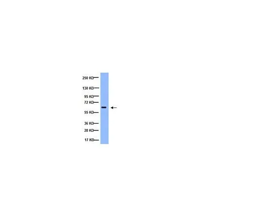 62-8494-08 Anti-NFκB, p65 subunit, active subunit, clone 12H11; 100 μg MAB3026