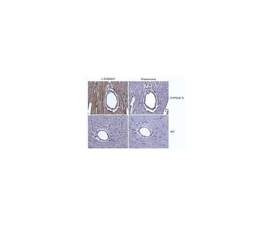 62-8471-74 Anti-Cytochrome p450 2J Family Antibody ABS1605