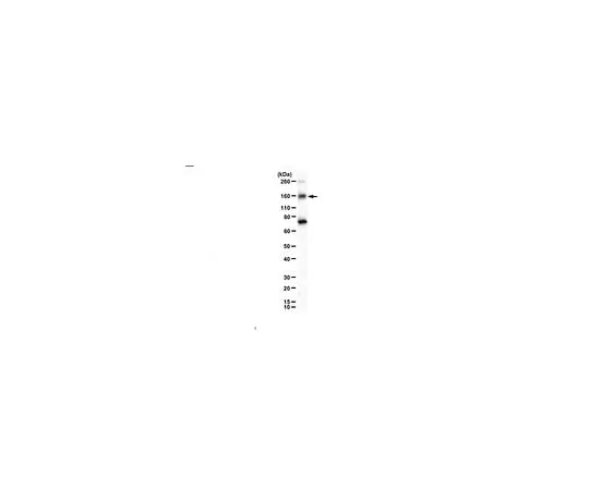 62-8471-84 Anti-phospho-eNOS (Ser602) ABS1631