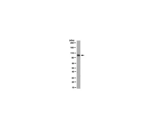 62-8526-40 Anti-Plakophilin-2, clone 8H6 MABT394