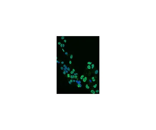 62-8516-51 Anti-Olig2, clone 211F1.1, Alexa Fluor(R)488 Conjugate; 100 μL MABN50A4