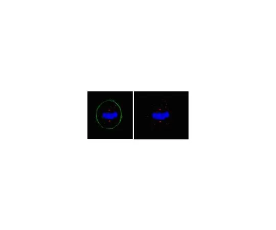 62-8472-46 Anti-Pericentrin; 100 μg ABT59