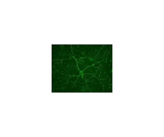 62-8498-11 Anti-Vesicular Glutamate Transporter 1; 100 μg MAB5502