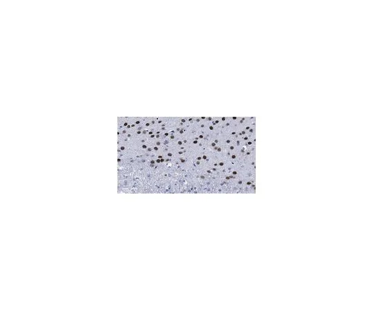 62-8508-22 Anti-CTIP2/BCL11B Antibody, clone 25B6 MABE1045