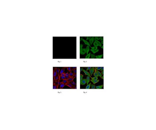62-8506-05 Anti-Puromycin, clone 12D10, Alexa Fluor(R) 488 Conjugate MABE343-AF488