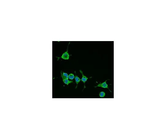62-8488-91 Anti-Alzheimer Precursor Protein A4, clone 22C11, Alexa488 Conj.; 100 μL MAB348A4