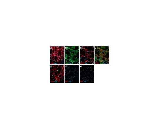 62-8532-75 Human Mesenchymal Stem Cell Characterization Kit; 1 kit SCR067