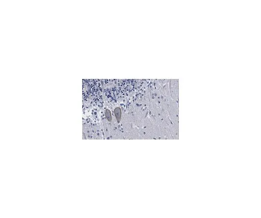 62-8521-56 Anti-Neuregulin-2 Antibody (NRG2), clone 8D11 MABN1853