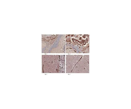 62-8522-04 Anti-GLUT1 (C-terminus), clone 5B12.3 MABS132