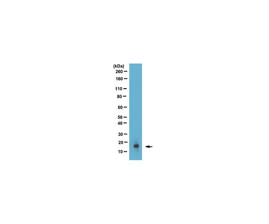 62-8506-37 Anti-phospho Histone H2B (Tyr37), clone 15 MABE433