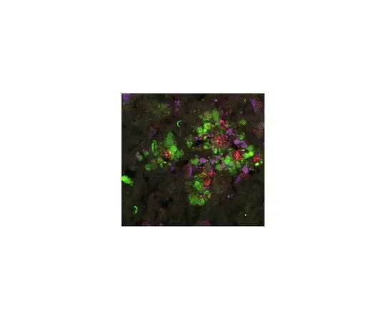 62-8468-80 Anti-RTN3 (R458) ABN1723