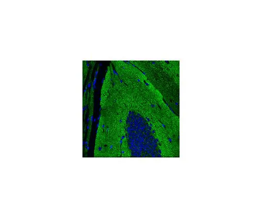 62-8497-31 Anti-Synaptophysin, clone SY38, Alexa Fluor(R) 488 Conjugate; 100 μL MAB5258A4