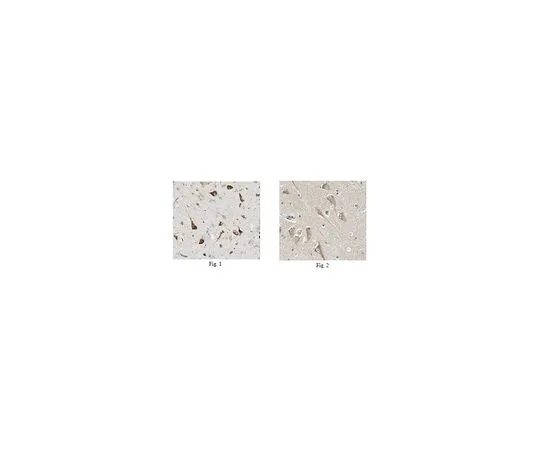 62-8516-82 Anti-Robo2 Antibody, clone 4C6.1 Cat. No. MABN122 MABN122
