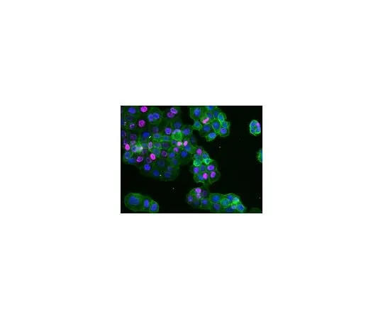 62-8474-23 Sheep Anti-Mo*** IgG Antibody, Species absorbed, Cy5 Conjugate AC111S
