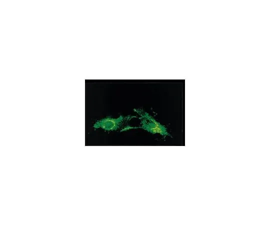 62-8489-88 Anti-Respiratory Syncytial Virus, clone 130-12H; 100 μg MAB858-3