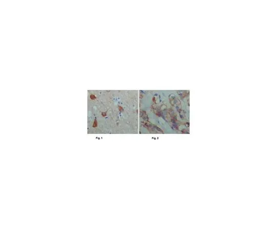 62-8502-85 Anti-PAWR, clone 3G9H7 MABC698