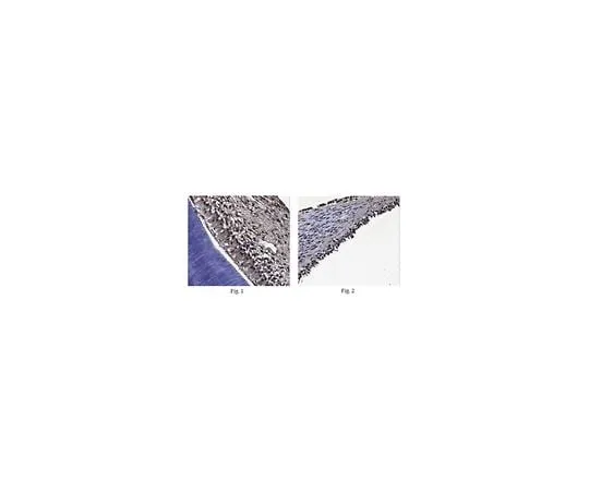 62-8525-89 Anti-Osterix (SP7) Antibody, clone 6B12.1, Cat. No. MABT179 MABT179