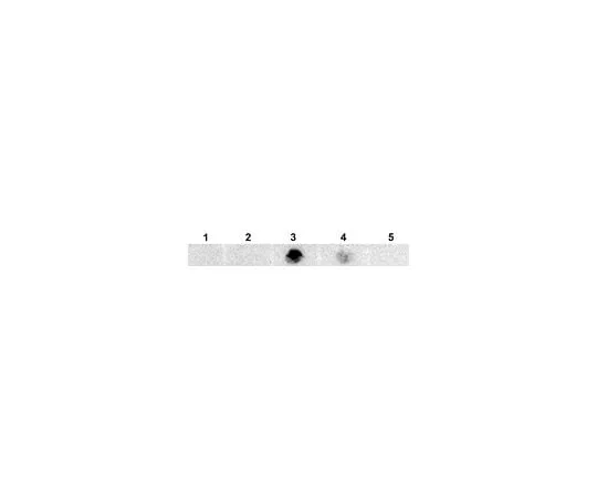 62-8468-67 Anti-Aβ-42 Antibody, oligomeric (VIA) ABN1665