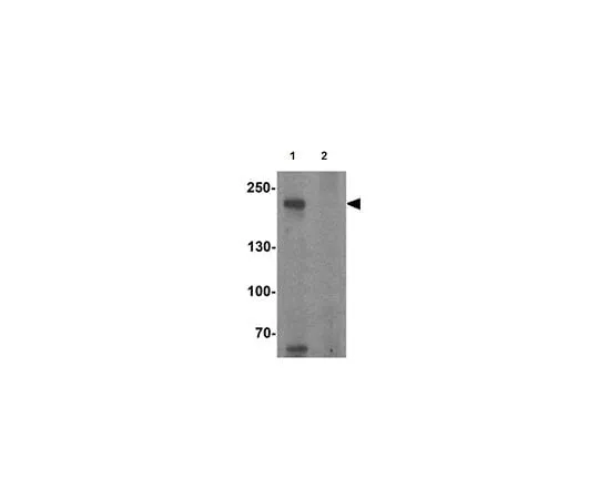 62-8470-25 Anti-TET3 ABS463