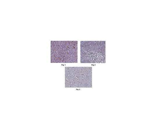 62-8519-77 Anti-Ninjurin-1/NINJ1 Antibody, clone 12H6.1 MABN816
