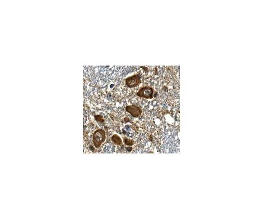 62-8517-09 Anti-RA-induced protein 17, clone 5H5.1 MABN250