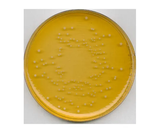 61-0201-10 Universal Beer Agar Medium for Microbiology 100445 500G 1.00445.0500