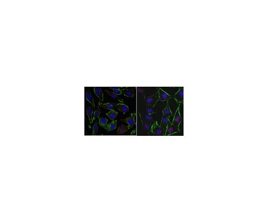 62-8503-62 Anti-EGR1 Antibody, clone 16A10.1 MABC1023
