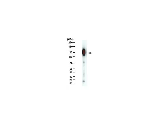 62-8517-66 Anti-APP-C99, clone mC99(1-7) MABN381