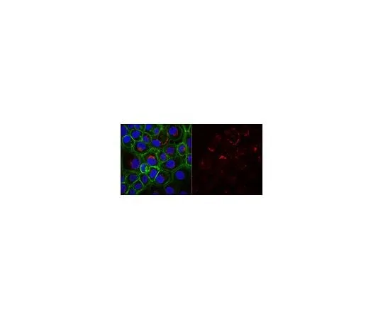 62-8491-57 Anti-Cytokeratin 5,6 Antibody, clone D5/16B4, Alexa Fluor(R) 555 MAB1620-AF555