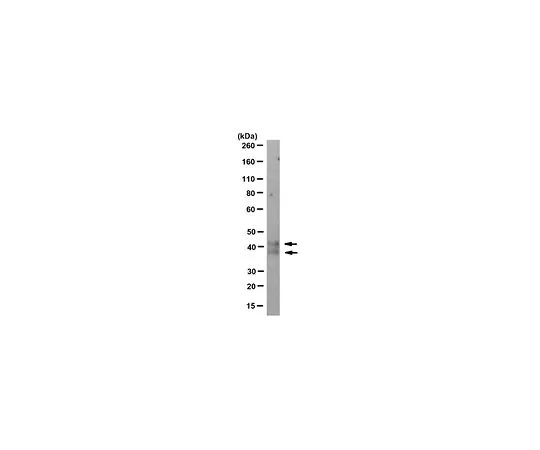 62-8503-54 Anti-CD1d Antibody, clone D5 MABC983