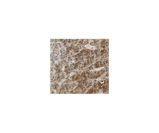 62-8503-01 Anti-SCARB1, clone 5B8.2 MABC730