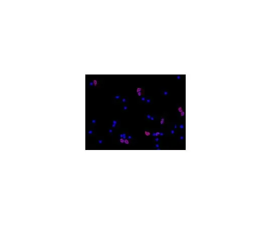 62-8489-20 Anti-NeuN, clone A60, Cy3 Conjugate; 100 μL MAB377C3