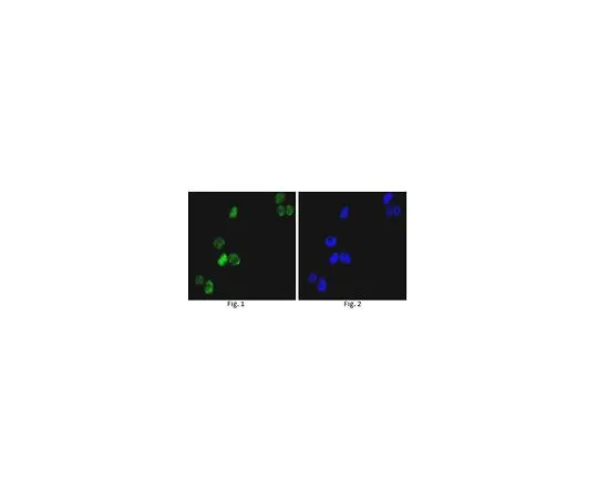 62-8504-68 Anti-GATA1, clone 4F5 MABD167