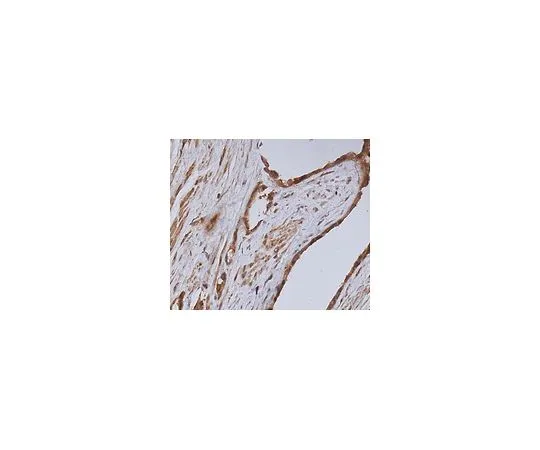 62-8523-94 Anti-AdipoR2 Antibody, clone 4D3.2 MABS1166